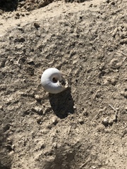 Sonorelix borregoensis