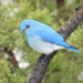 Pássaro-Azul-da-Montanha - Photo (c) Josiah Londerée, alguns direitos reservados (CC BY-NC), uploaded by Josiah Londerée
