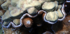 Montipora capitata