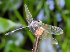 Micrathyria ocellata