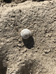 Sonorelix borregoensis