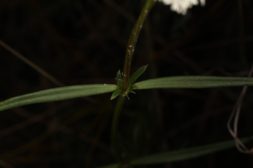 Image of Everglades Key False Buttonweed by (c) Judy Gallagher, some rights reserved (CC BY-SA)