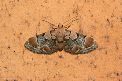 Chloroclystis lichenodes