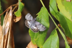 Chiomara georgina pelagica