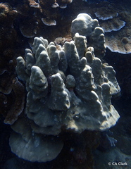 Porites lobata