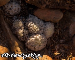Mammillaria plumosa