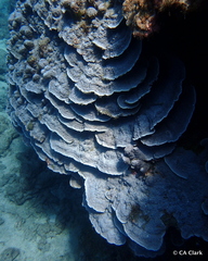 Porites rus