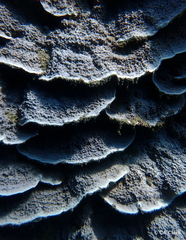 Porites rus