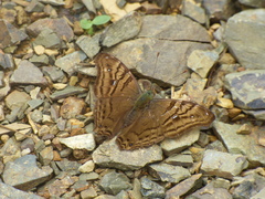 Hypanartia dione