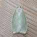 Tarata Flat Moth - Photo (c) Possums' End, some rights reserved (CC BY), uploaded by Possums' End