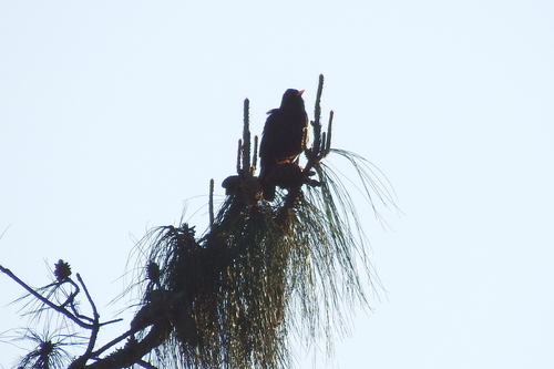 Turdus infuscatus