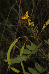 Senna chapmanii