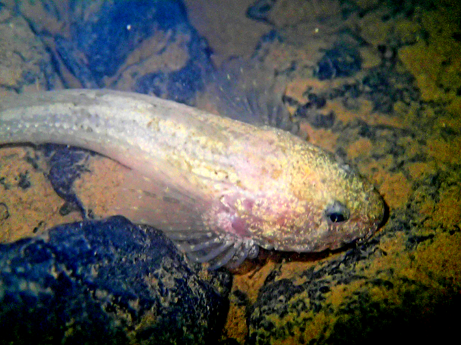 Grotto Sculpin