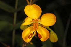 Senna chapmanii