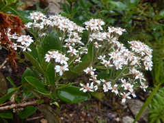 Olearia townsonii