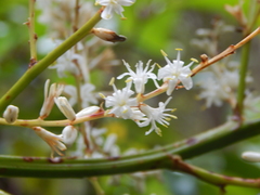 Cordyline pumilio
