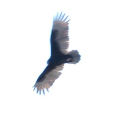 Cathartes aura septentrionalis