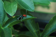 Cacoscelis nigripennis