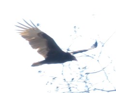 Cathartes aura septentrionalis