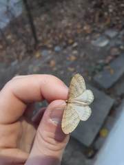Operophtera fagata