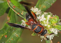 Leucospis robertsoni