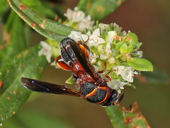 Leucospis robertsoni