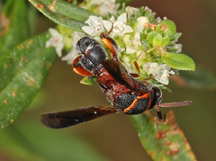 Leucospis robertsoni