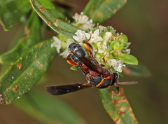 Leucospis robertsoni