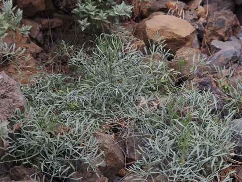 Crithmum maritimum image