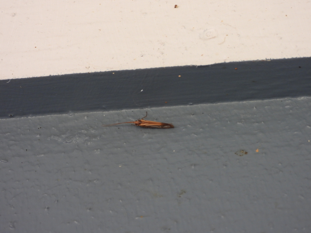 Ornate Northern Caddisfly