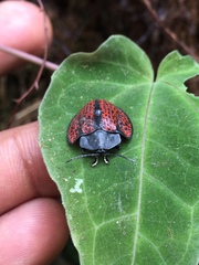 Cyrtonota trigonata