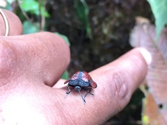 Cyrtonota trigonata