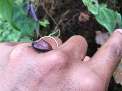 Cyrtonota trigonata
