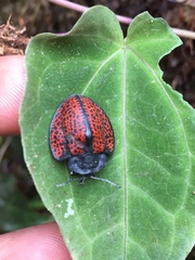 Cyrtonota trigonata