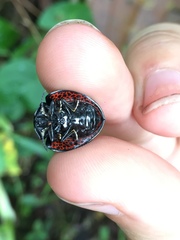 Cyrtonota trigonata