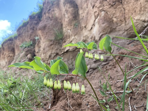 Polygonatum caulialatum