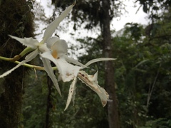 Trichopilia fragrans