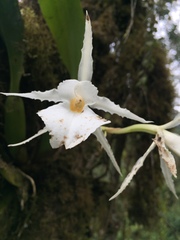 Trichopilia fragrans