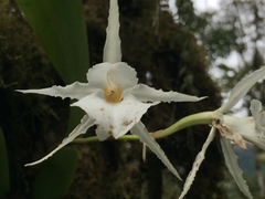 Trichopilia fragrans