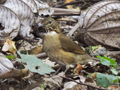 Turdus assimilis