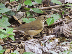 Turdus assimilis