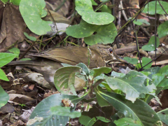 Turdus assimilis
