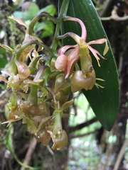 Epidendrum carchiense