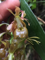Epidendrum carchiense