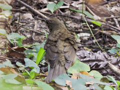 Turdus assimilis