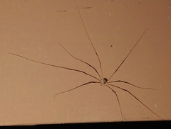 Leptobunus parvulus