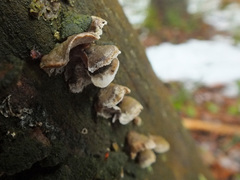 Skeletocutis carneogrisea