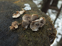 Skeletocutis carneogrisea