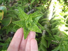 Aloe juvenna