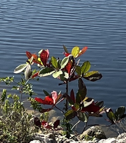 Terminalia catappa